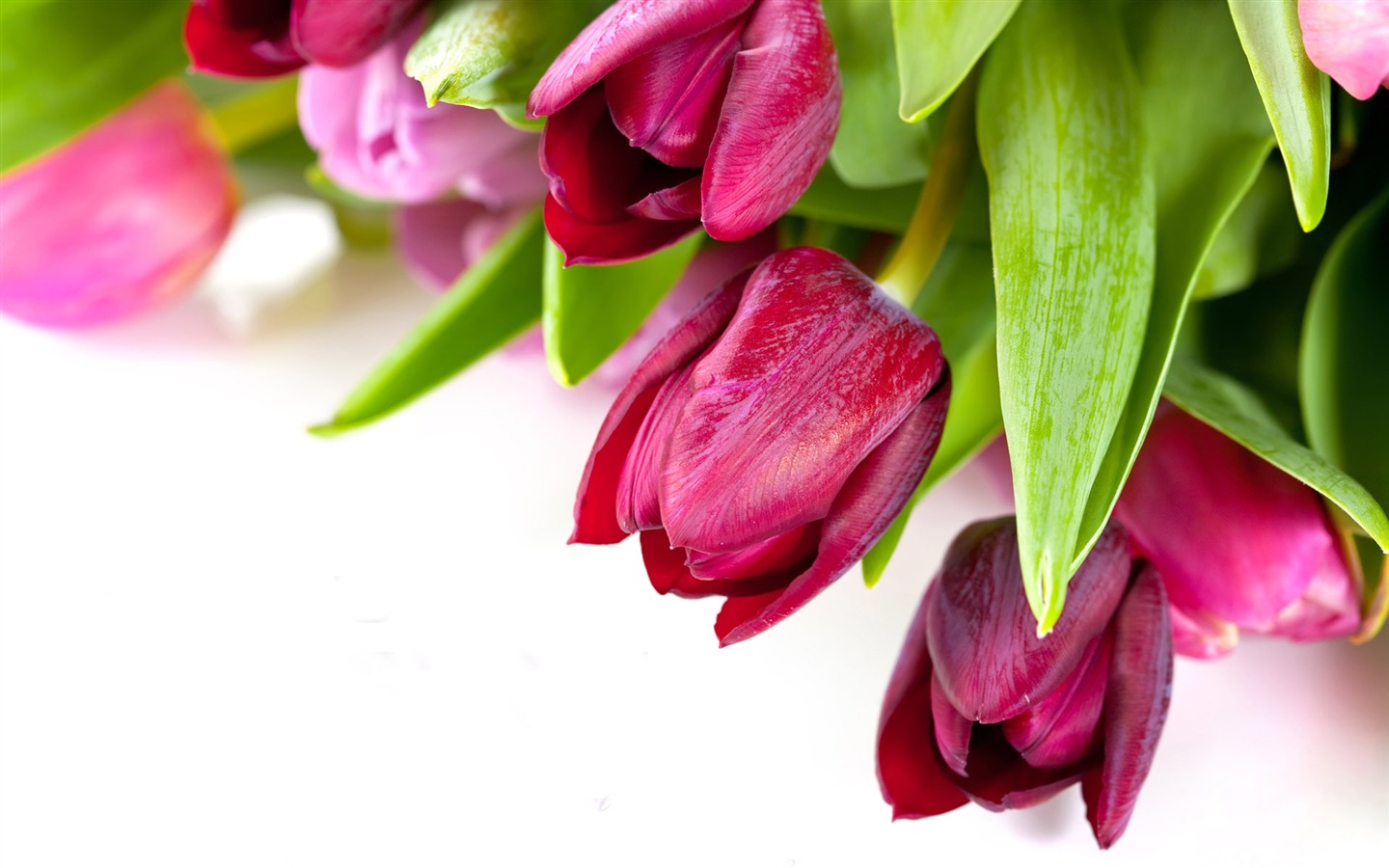 Tulip wallpaper album (9) #19 - 1440x900