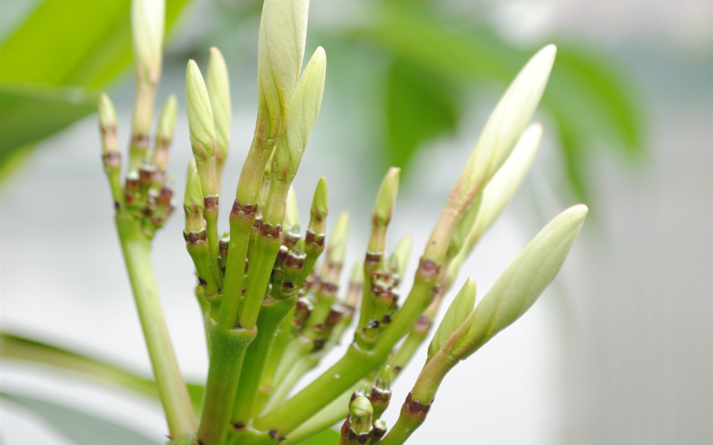 Macro Flower Grass (1) (genzhukou works) #3 - 1440x900