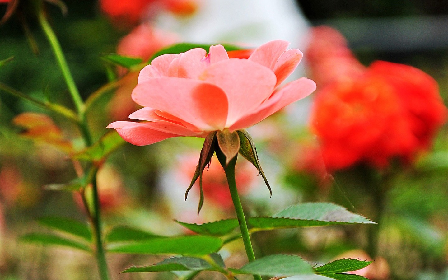 Macro Flower Grass (1) (genzhukou works) #6 - 1440x900