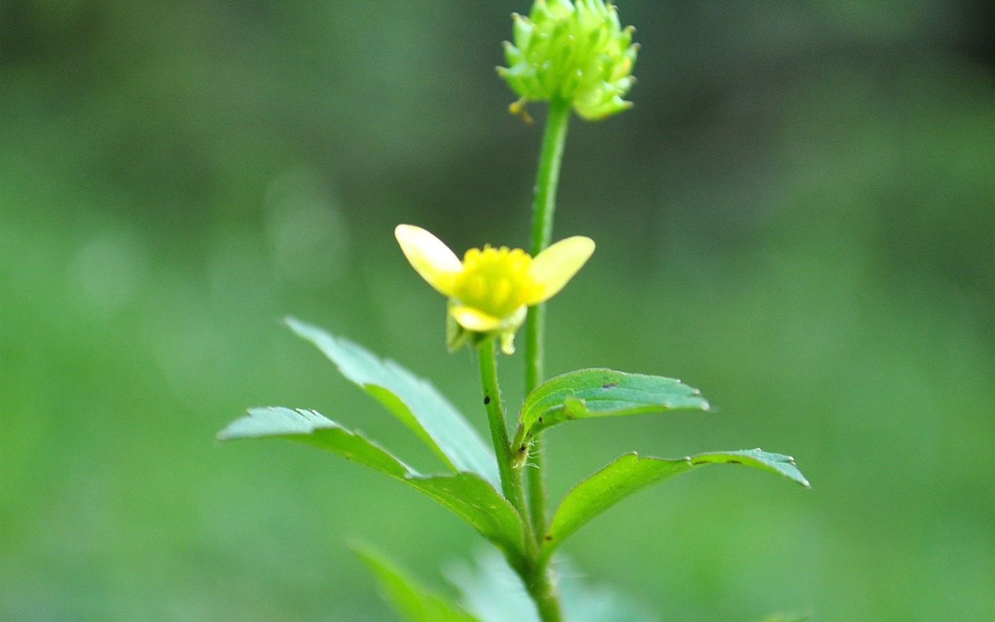 Macro Flower Grass (1) (genzhukou works) #16 - 1440x900