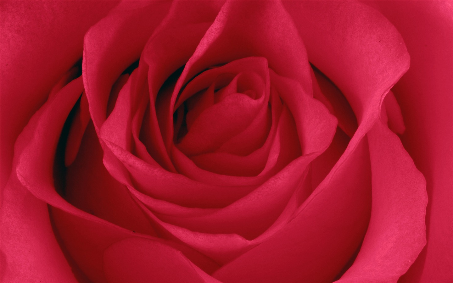 Large Rose Photo Wallpaper (5) #11 - 1440x900
