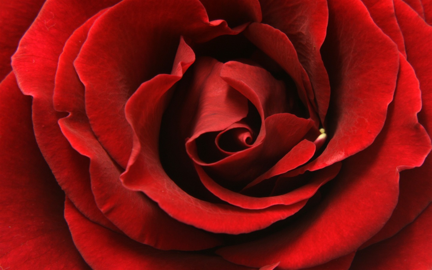 Large Rose Photo Wallpaper (5) #12 - 1440x900