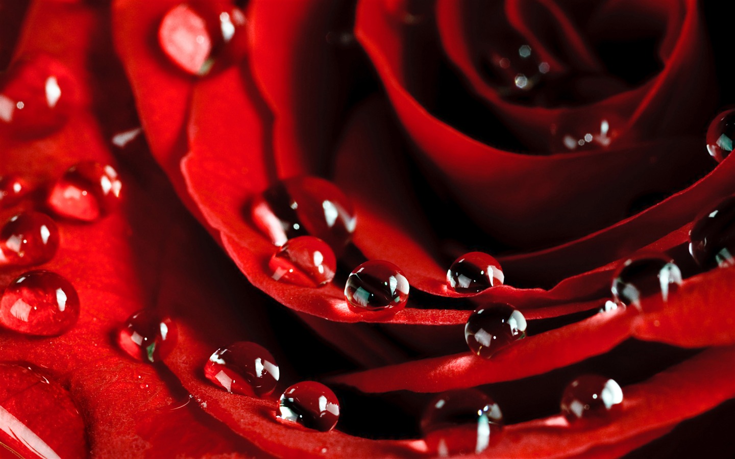 Large Rose Photo Wallpaper (6) #3 - 1440x900