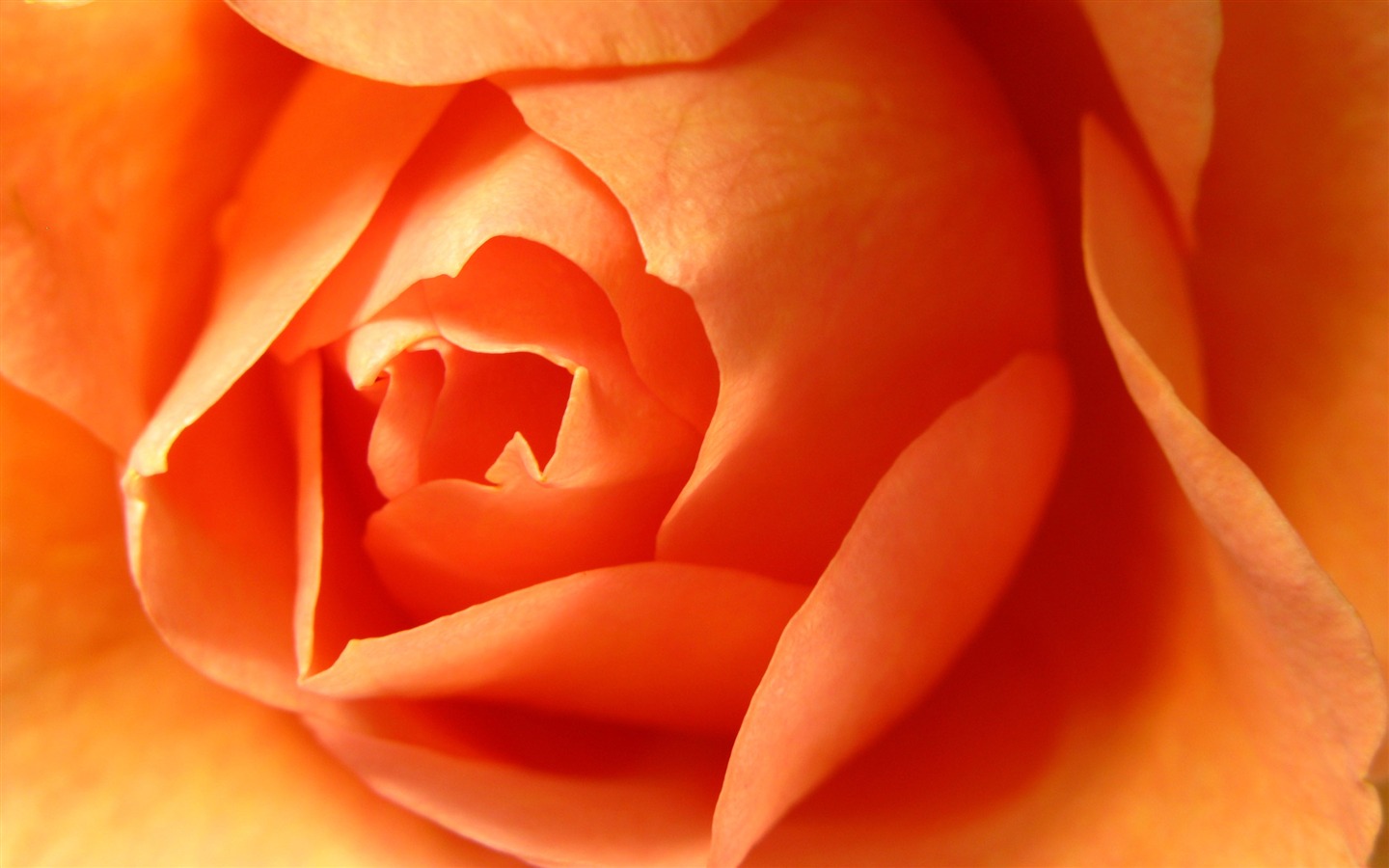 Grand Rose Fond d'écran Photo (6) #11 - 1440x900