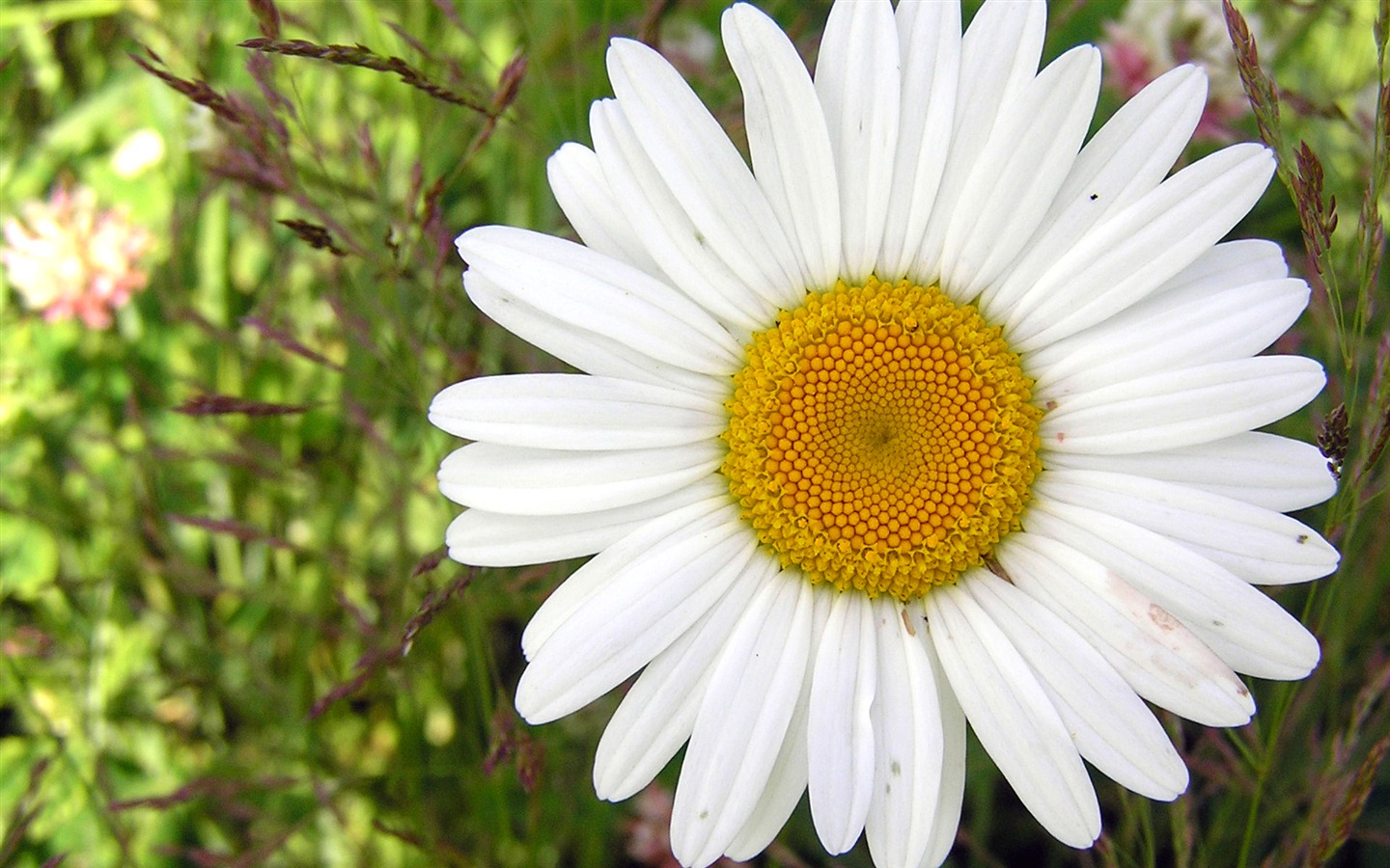 Flowers green leaf close-up wallpaper (1) #15 - 1440x900