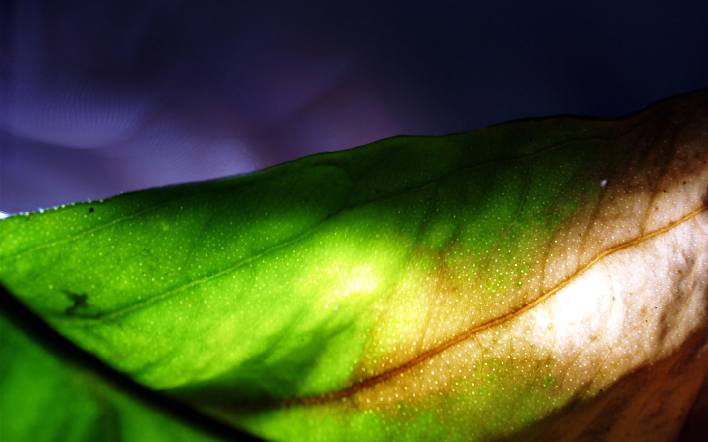 꽃 녹색 근접 벽지 (2) 잎 #13 - 1440x900