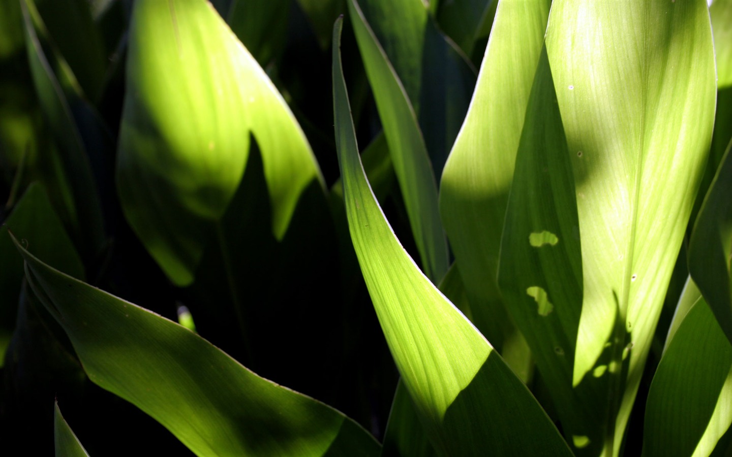 Fleurs vert feuille papier peint close-up (2) #17 - 1440x900