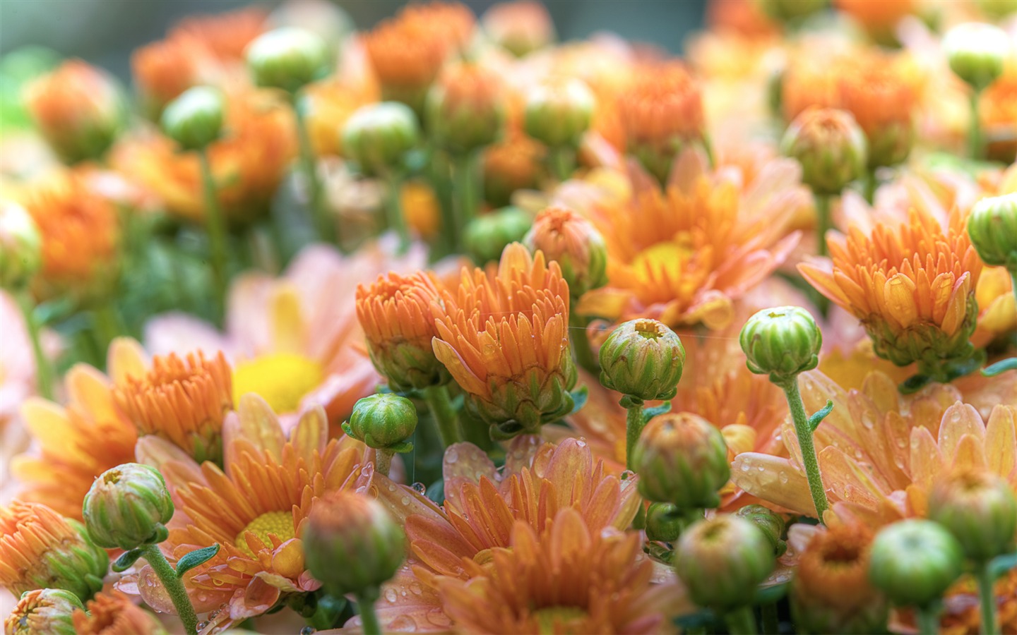 Flowers green leaf close-up wallpaper (3) #4 - 1440x900