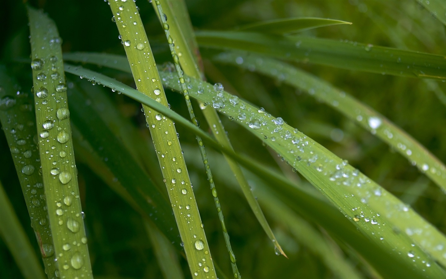 鮮花綠葉特寫 壁紙(三) #14 - 1440x900