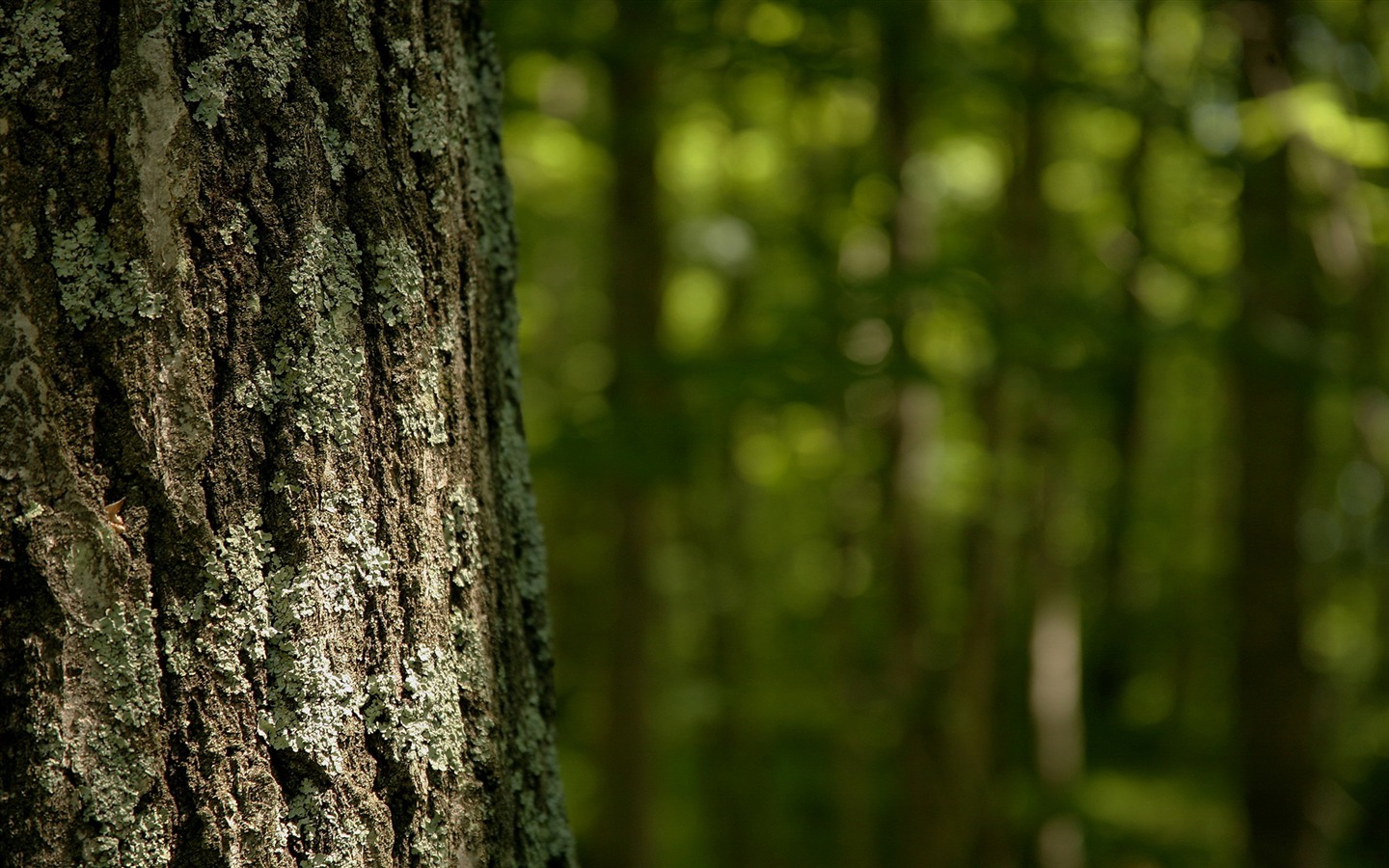 Tapety Krajina Kolekce (22) #20 - 1440x900