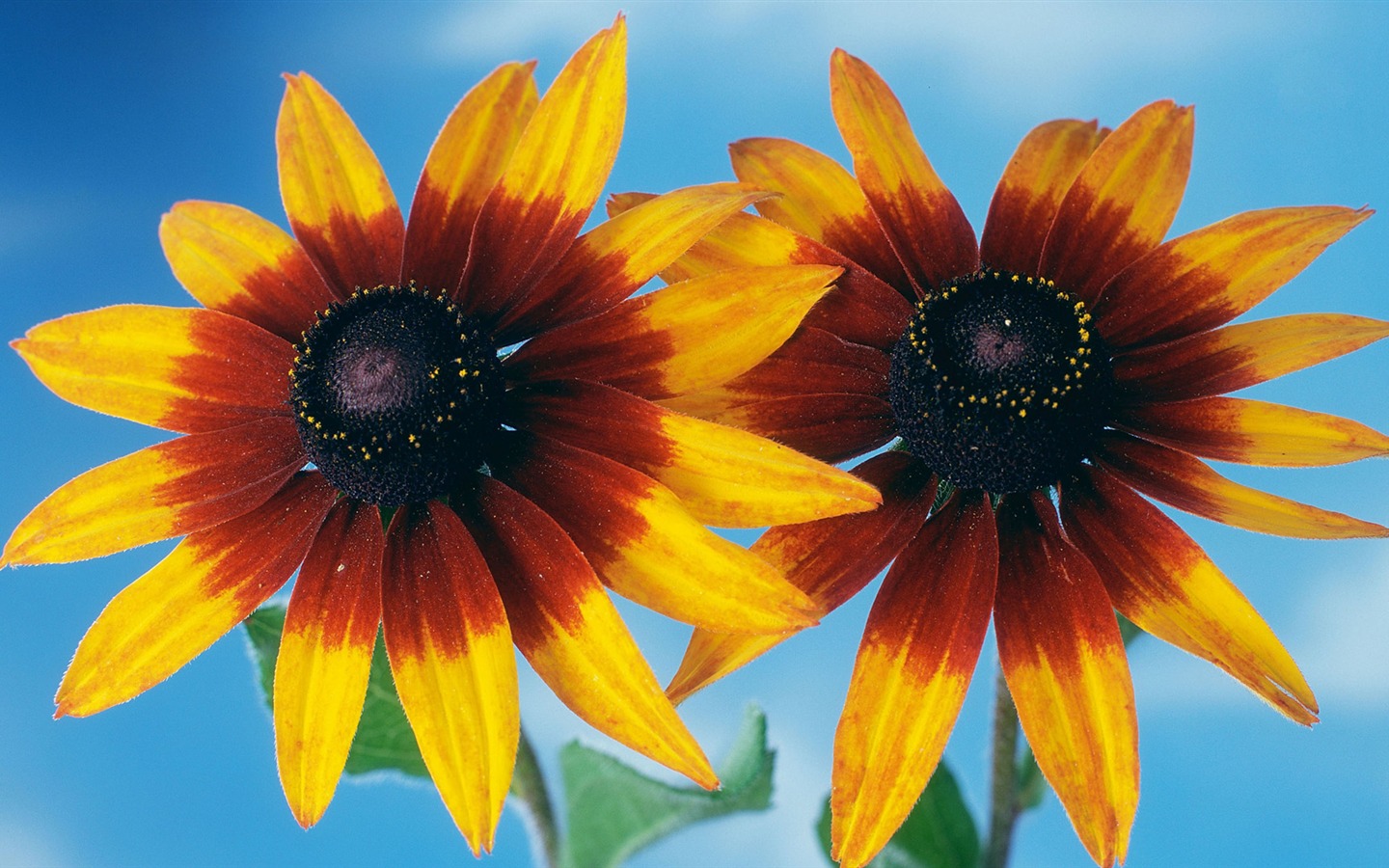 fleurs fond d'écran Widescreen close-up (13) #1 - 1440x900