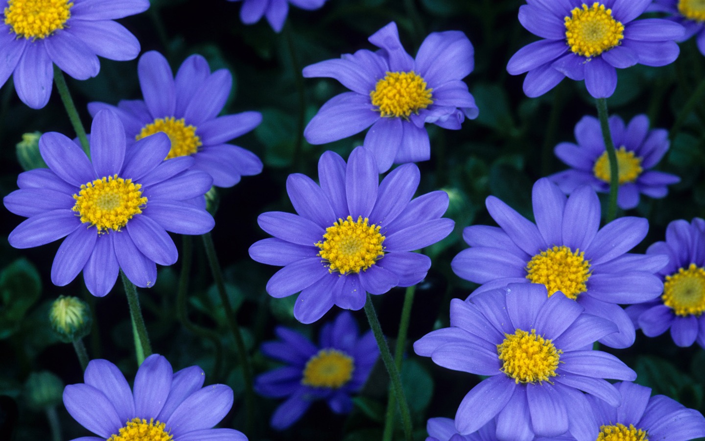 Widescreen wallpaper flowers close-up (13) #11 - 1440x900