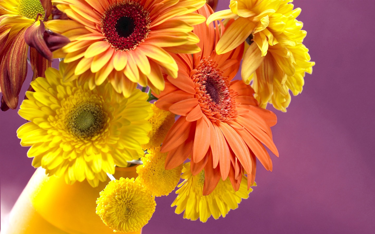 fleurs fond d'écran Widescreen close-up (13) #16 - 1440x900