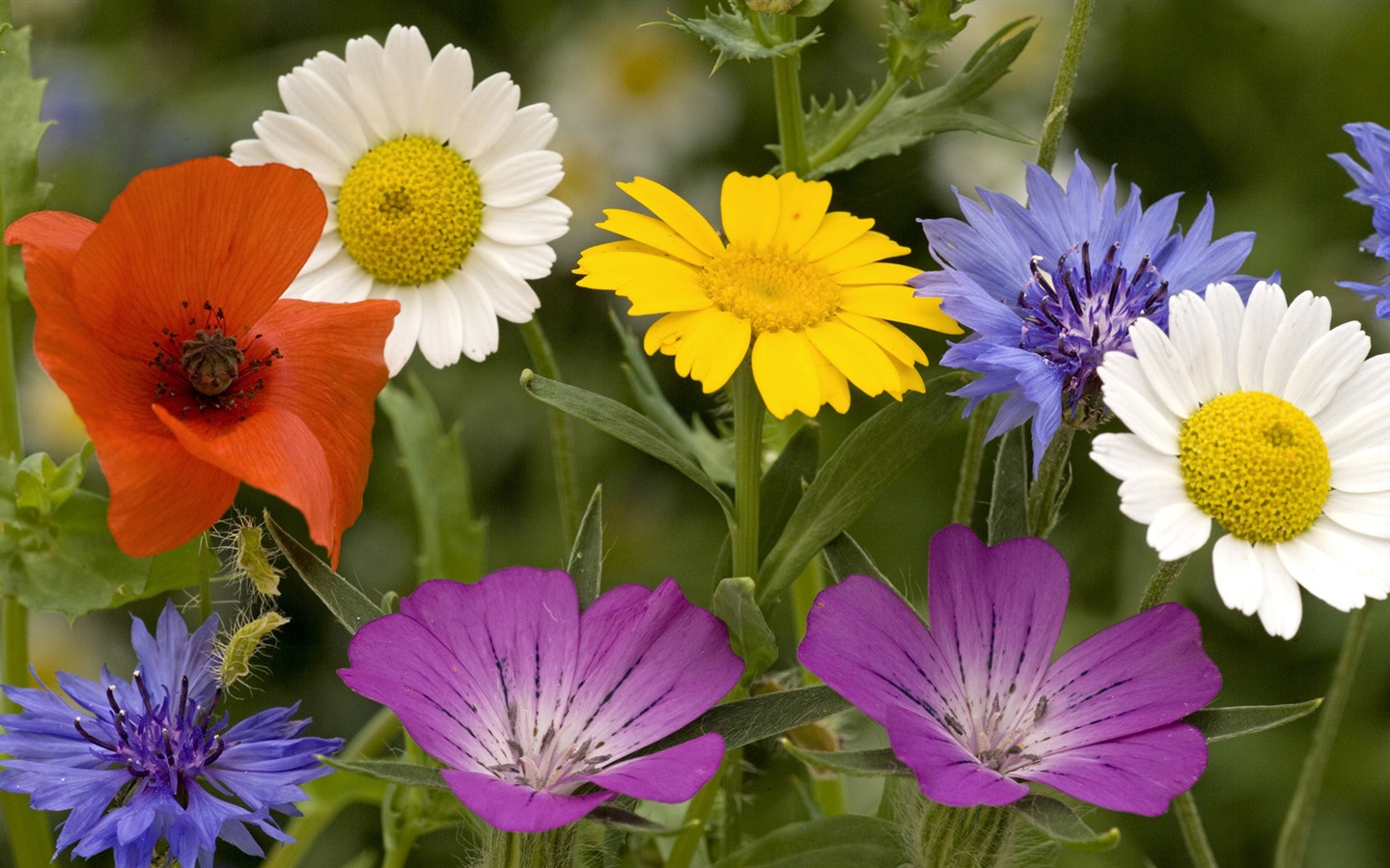 fleurs fond d'écran Widescreen close-up (13) #18 - 1440x900