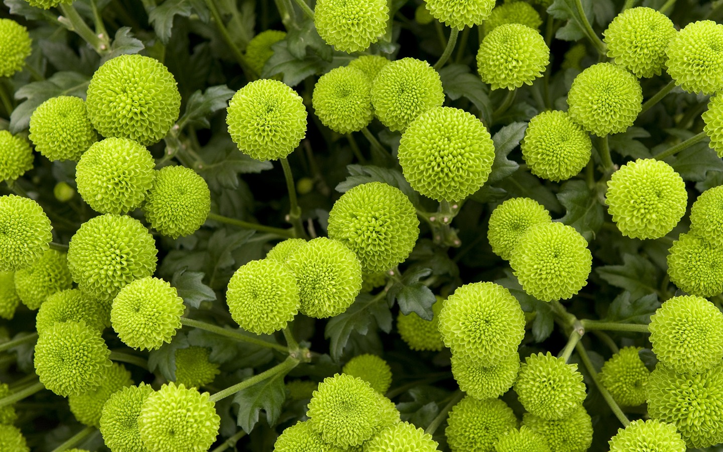 寬屏鮮花特寫 壁紙(13) #20 - 1440x900