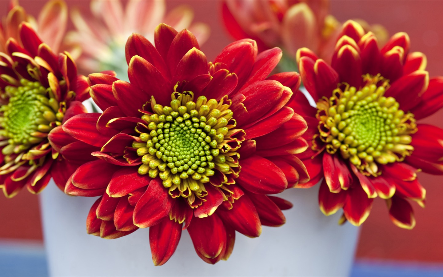 Widescreen wallpaper flowers close-up (14) #1 - 1440x900