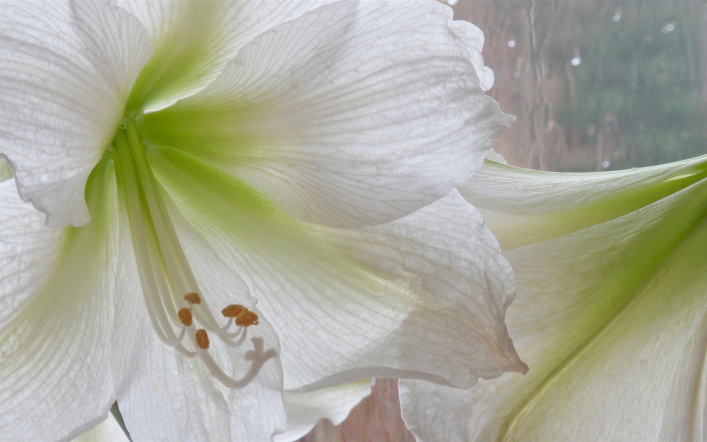 와이드 스크린 벽지의 꽃 가까이에서 (14)까지 #4 - 1440x900
