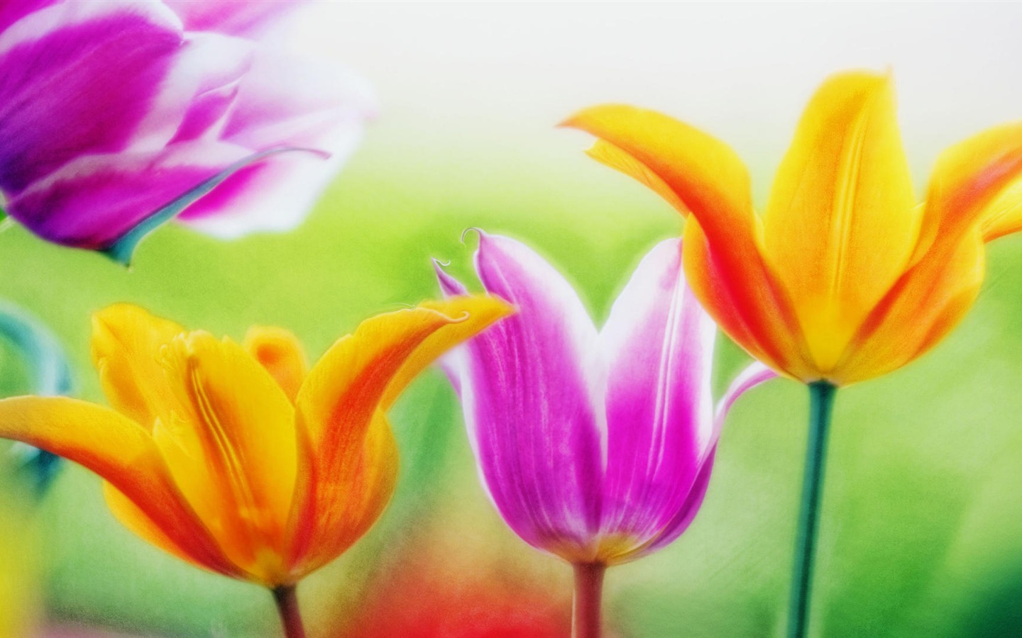 Widescreen wallpaper flowers close-up (14) #14 - 1440x900