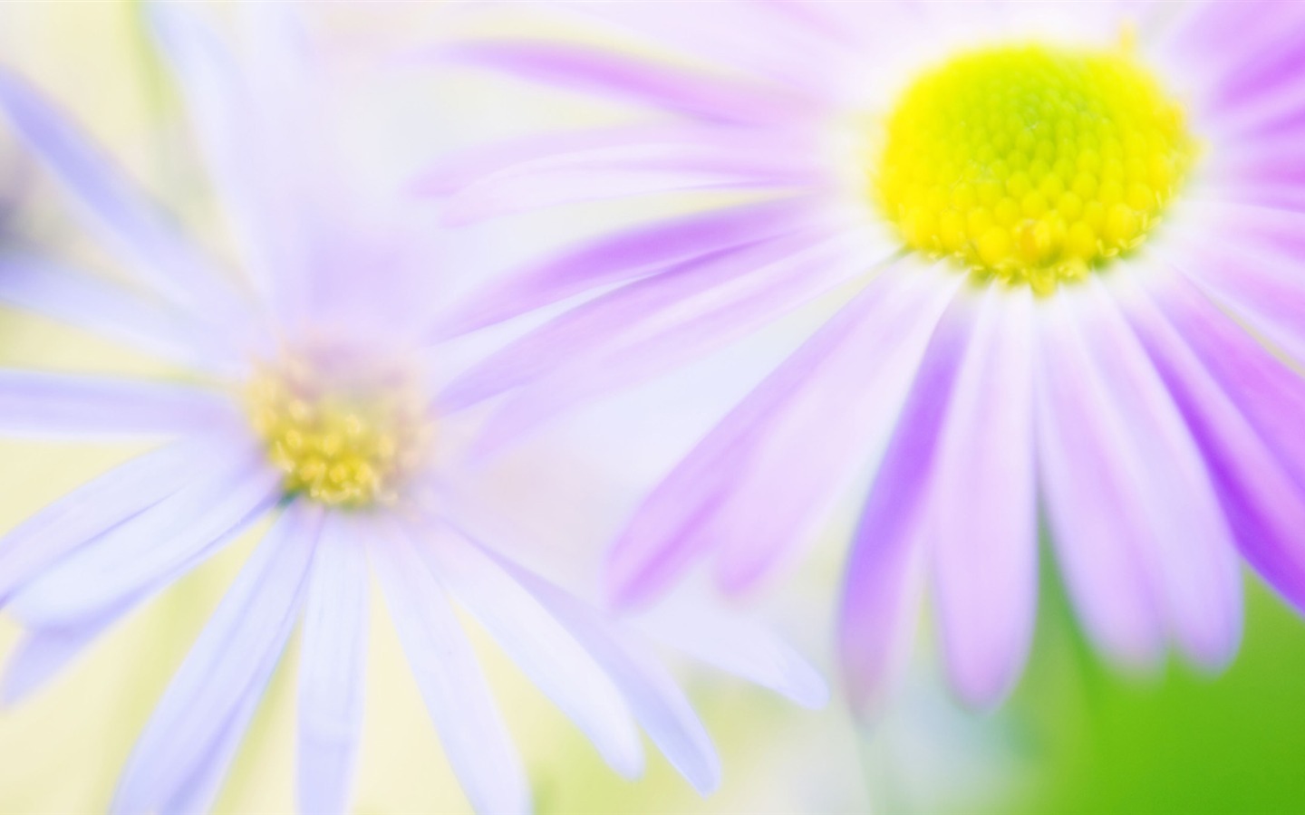 Widescreen-Wallpaper Blumen close-up (14) #15 - 1440x900