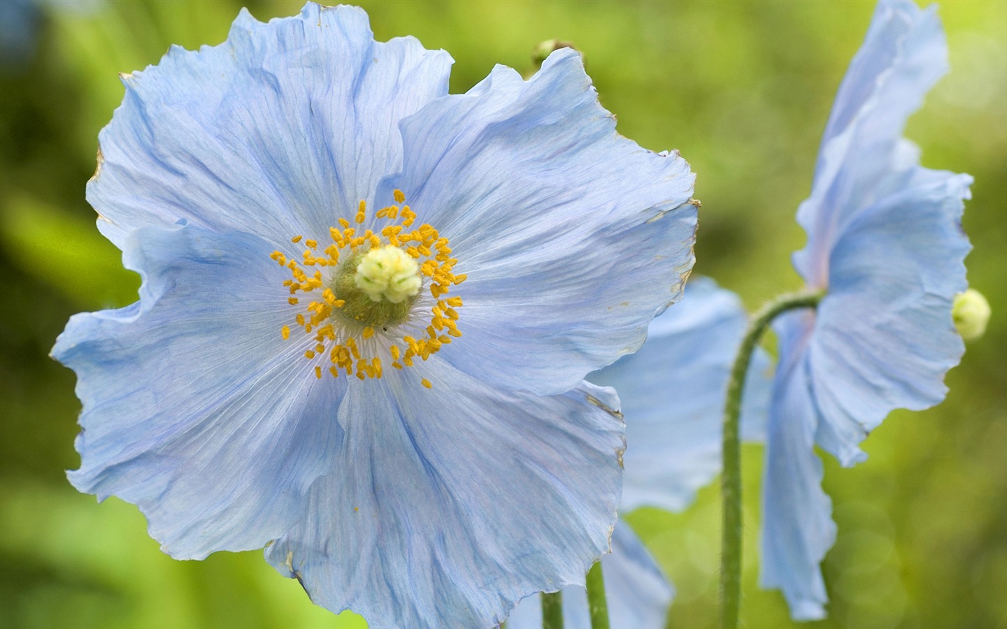 寬屏鮮花特寫 壁紙(14) #19 - 1440x900