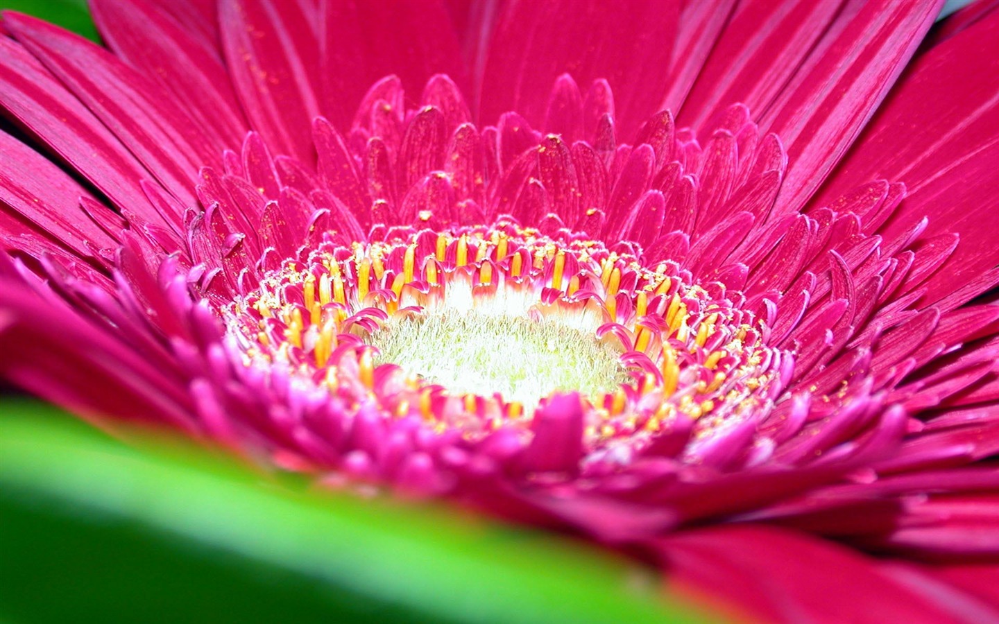 Widescreen wallpaper flowers close-up (15) #1 - 1440x900