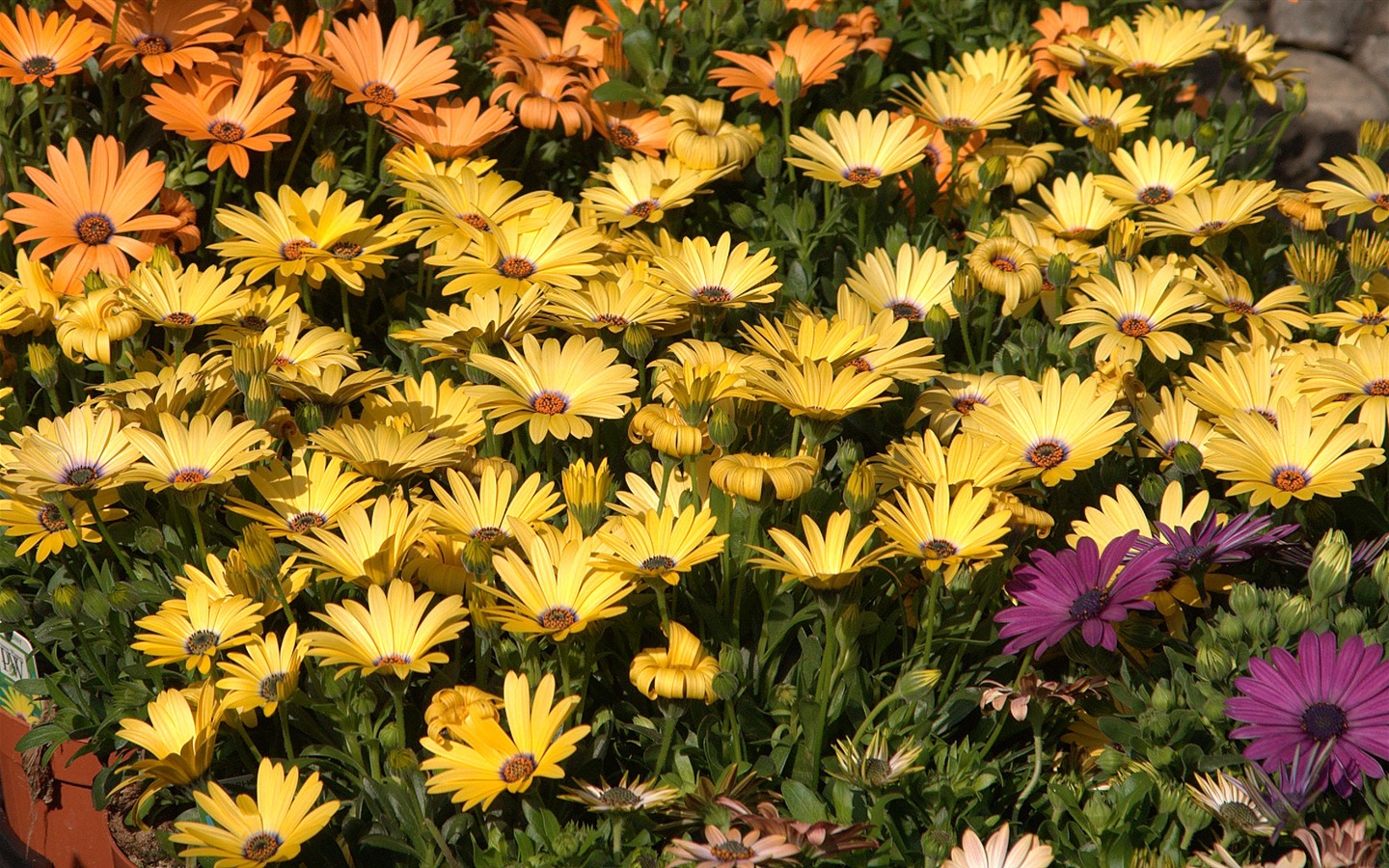 Widescreen wallpaper flowers close-up (15) #20 - 1440x900