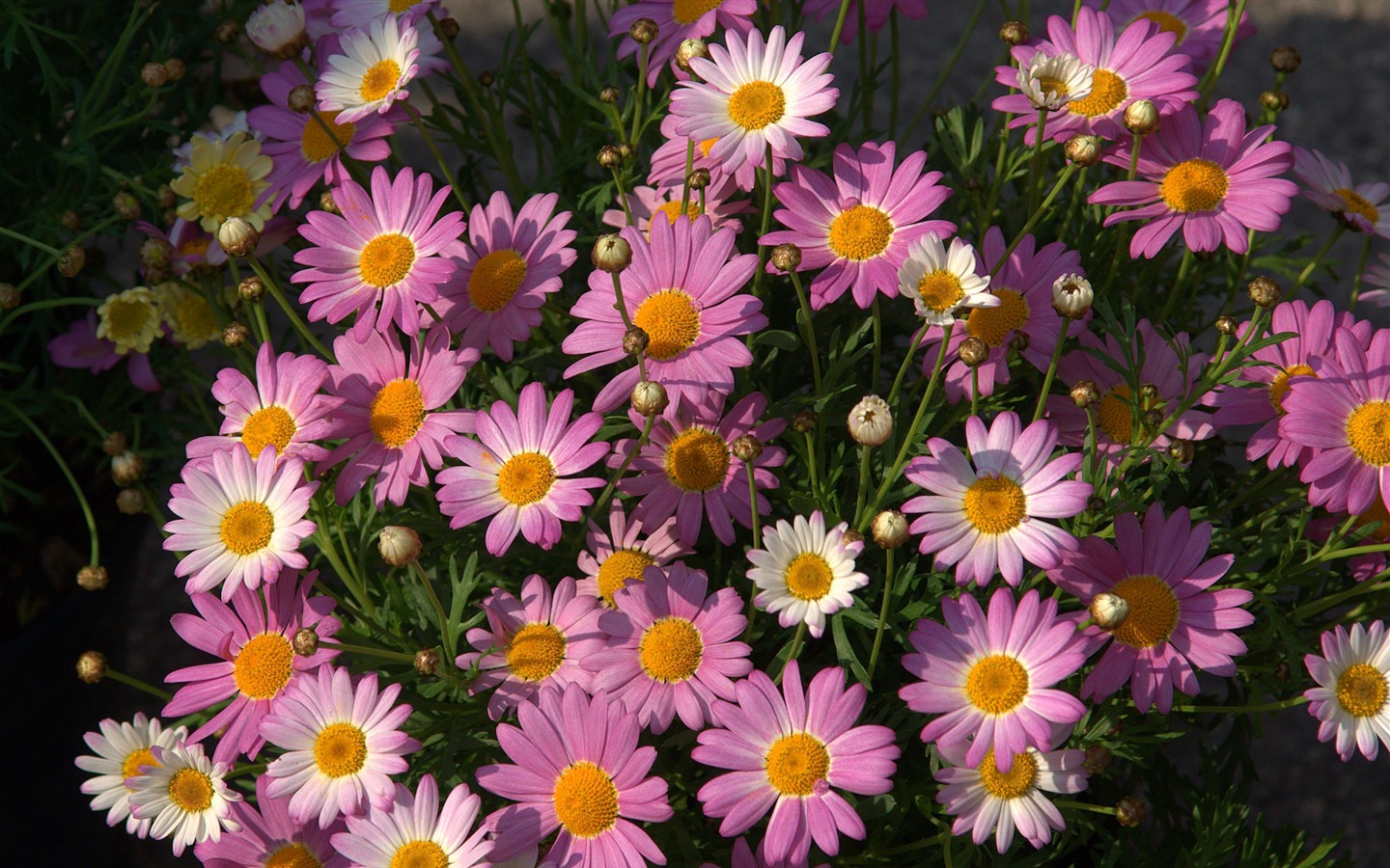 fleurs fond d'écran Widescreen close-up (16) #2 - 1440x900