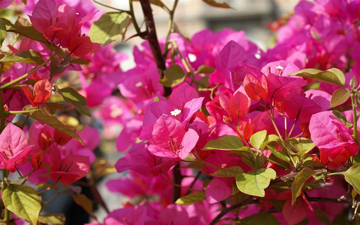 宽屏鲜花特写 壁纸(16)6 - 1440x900