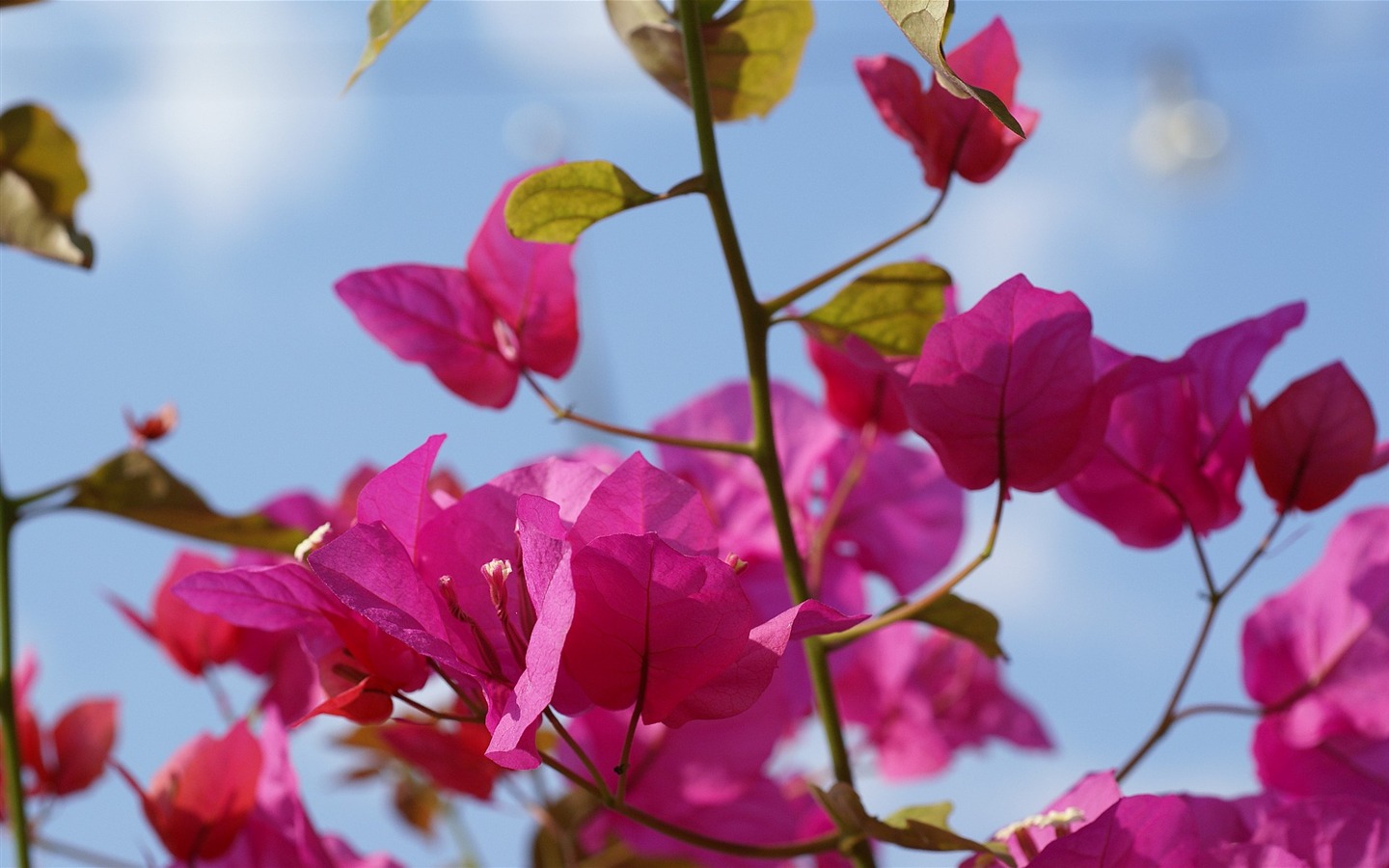 fondos de escritorio de flores con pantalla ancha de cerca (16) #7 - 1440x900