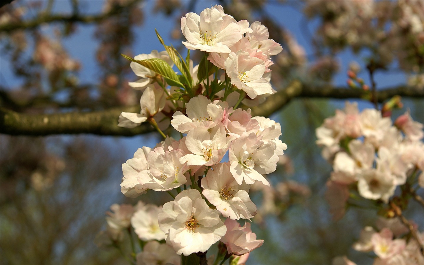 Widescreen wallpaper flowers close-up (16) #10 - 1440x900