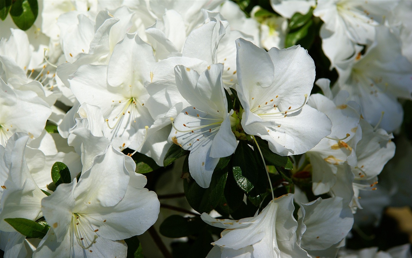 宽屏鲜花特写 壁纸(16)14 - 1440x900