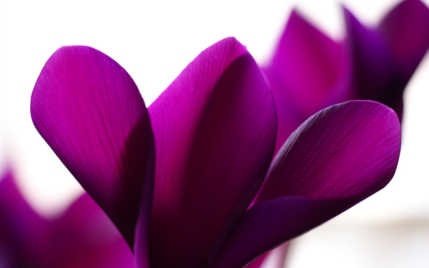 fleurs fond d'écran Widescreen close-up (16) #15 - 1440x900