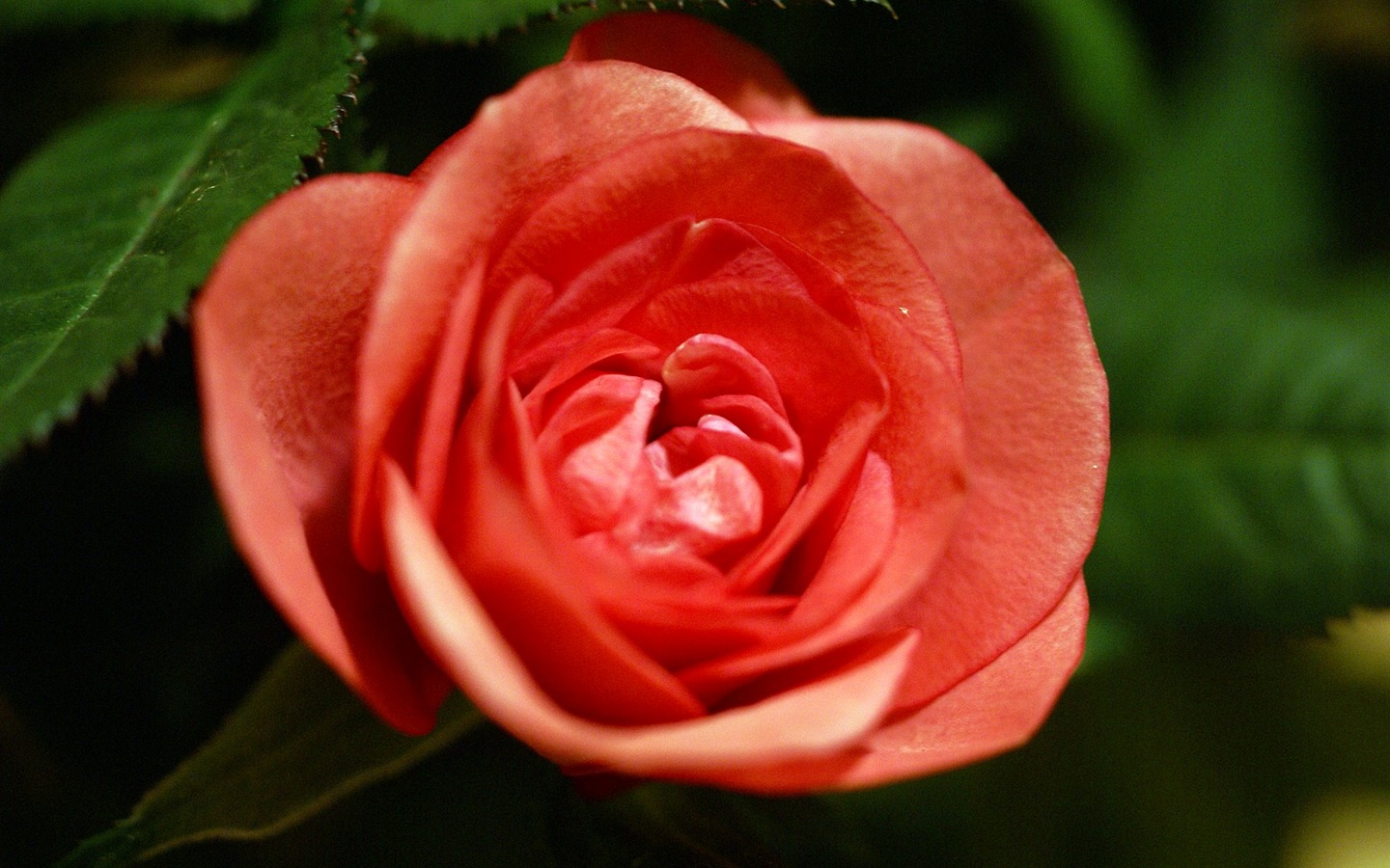 fleurs fond d'écran Widescreen close-up (18) #3 - 1440x900