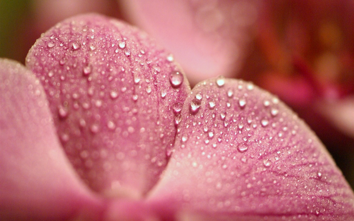 宽屏鲜花特写 壁纸(18)6 - 1440x900