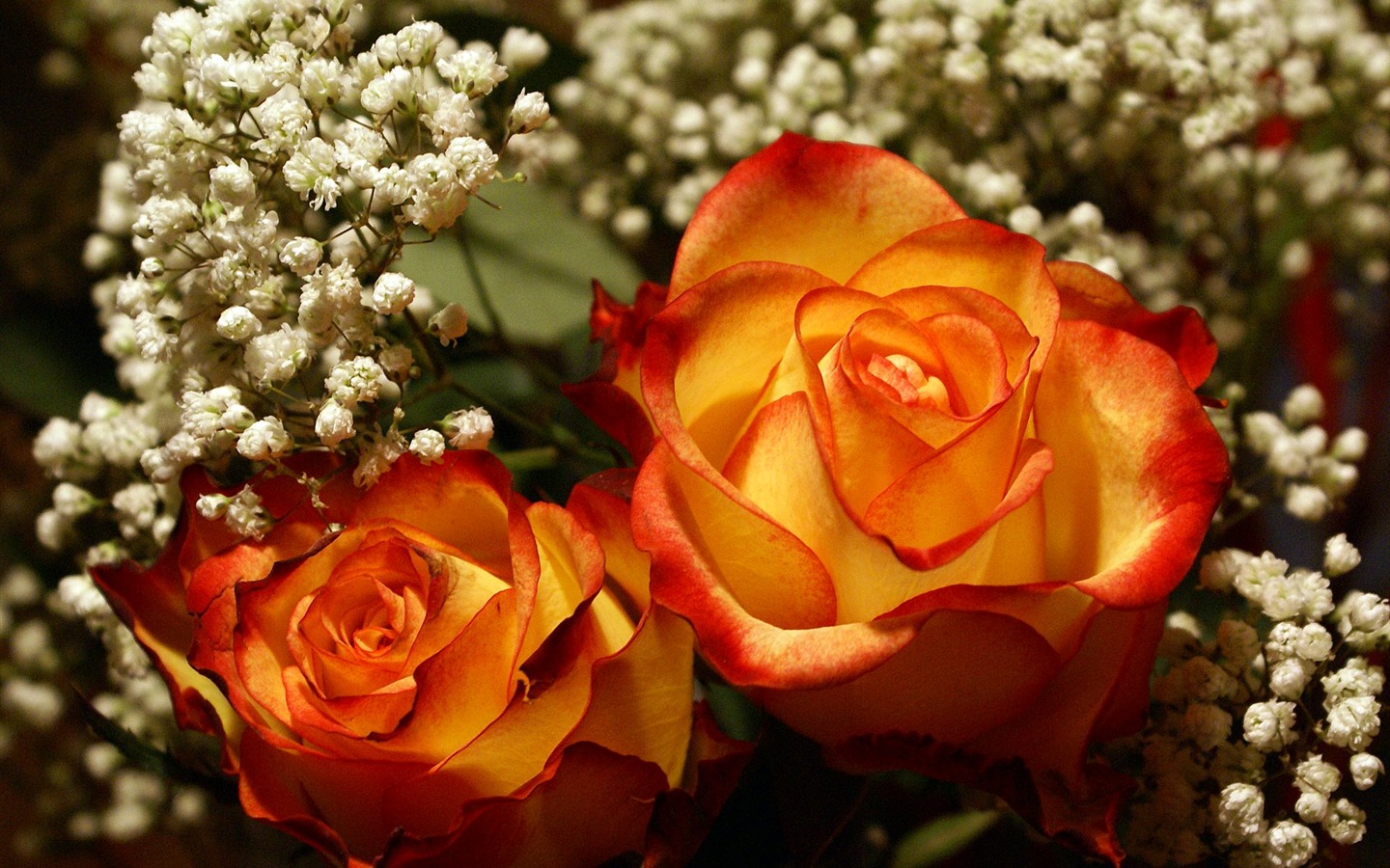 Widescreen wallpaper flowers close-up (18) #14 - 1440x900