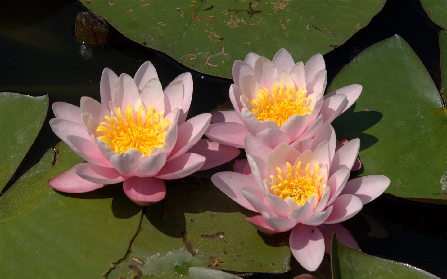 Water Lily 睡蓮 高清壁紙 #1 - 1440x900