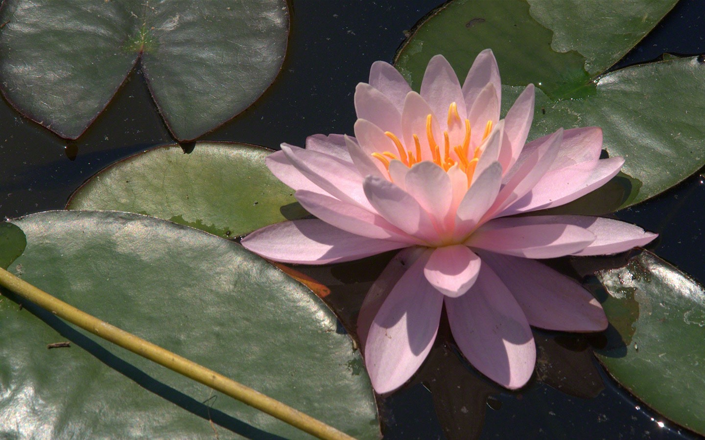 Water Lily 睡蓮 高清壁紙 #2 - 1440x900