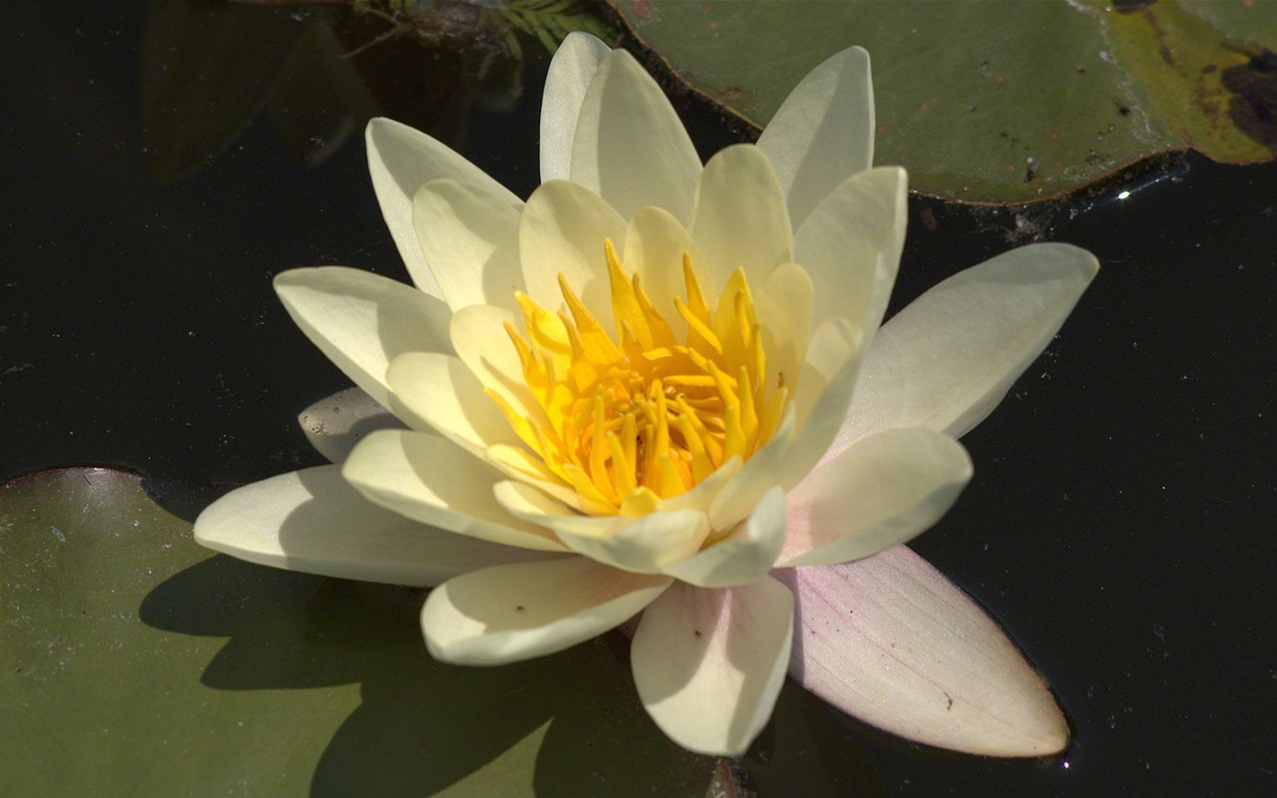 Water Lily 睡蓮 高清壁紙 #3 - 1440x900