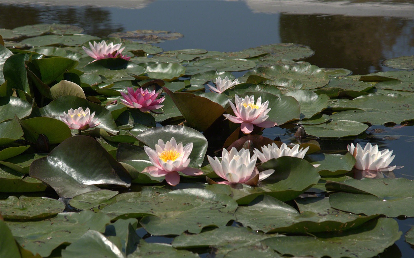 Water Lily 睡蓮 高清壁紙 #7 - 1440x900