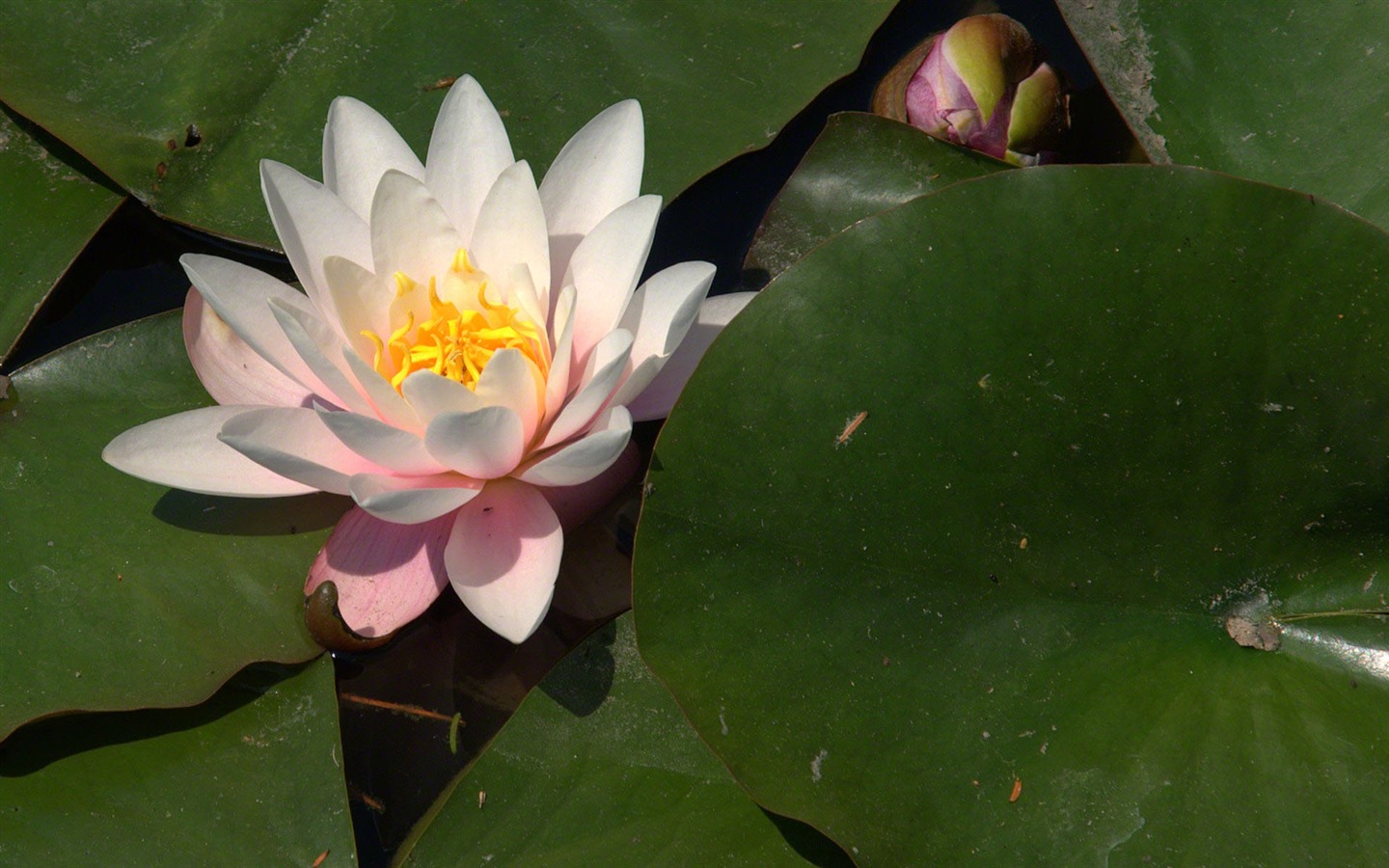 Water Lily 睡蓮 高清壁紙 #8 - 1440x900