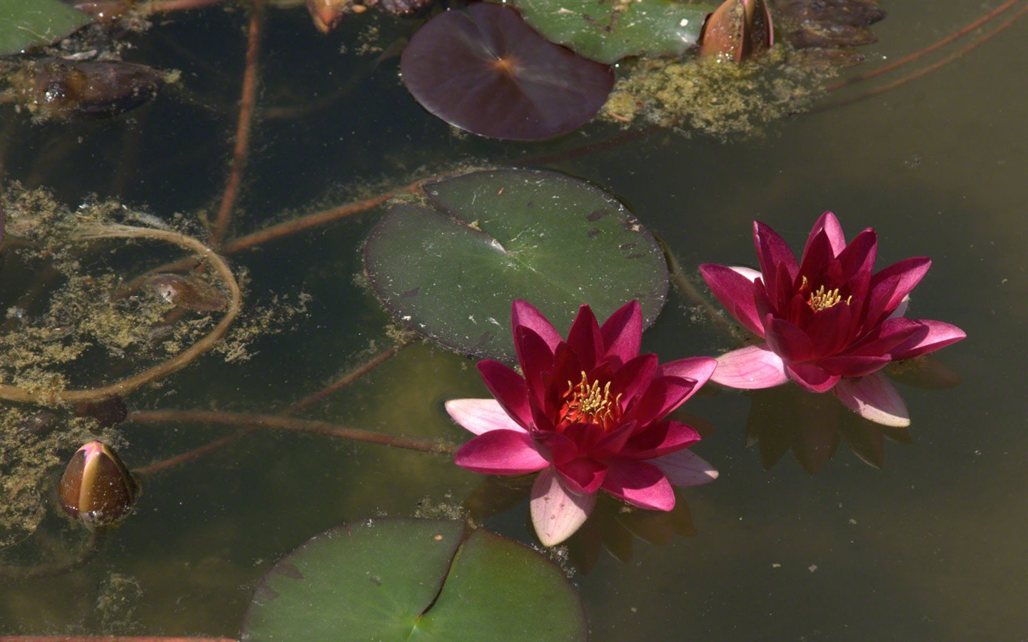 Water Lily 睡蓮 高清壁紙 #16 - 1440x900