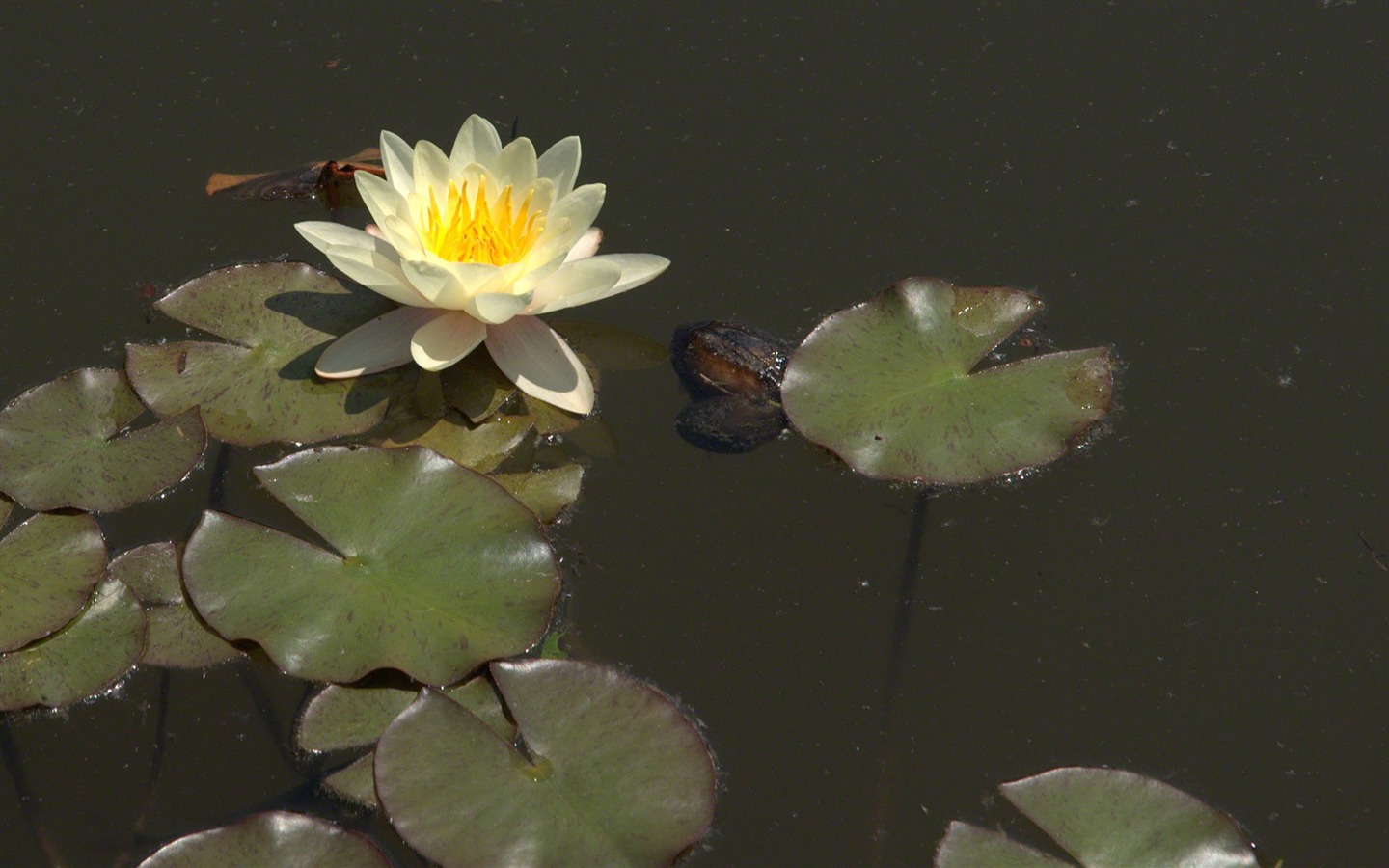 Water Lily 睡蓮 高清壁紙 #19 - 1440x900
