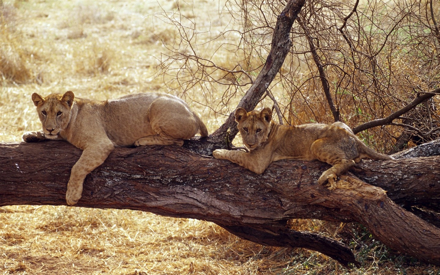 Animal Widescreen Wallpapers Collection (16) #15 - 1440x900