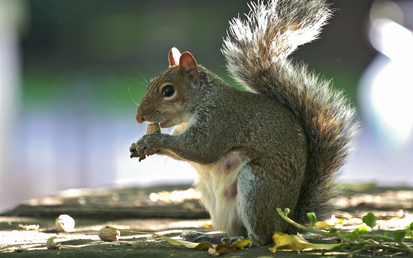 Animal Widescreen Wallpapers Collection (17) #15 - 1440x900