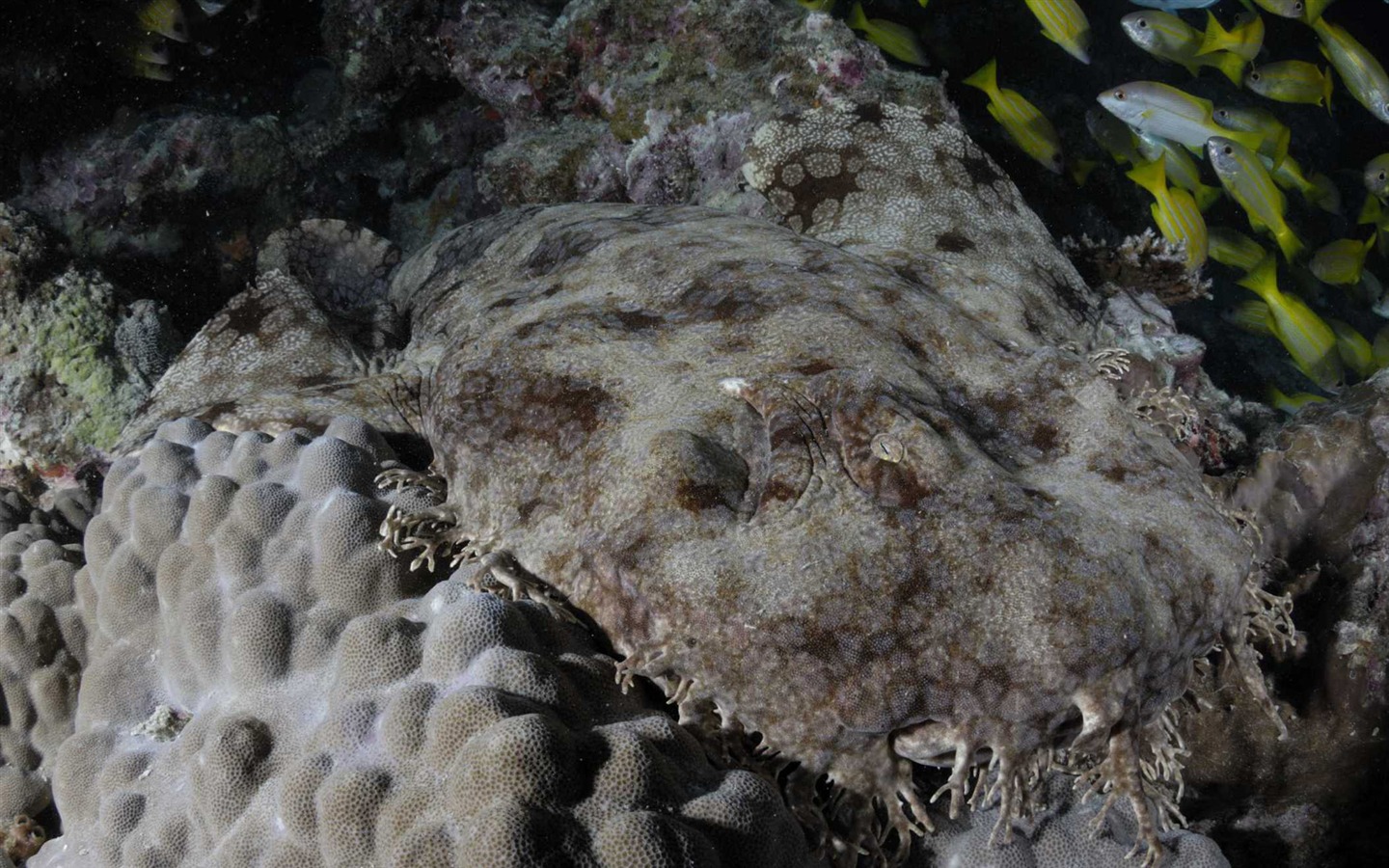 Under the Sea 3D 海底世界3D 高清壁紙 #43 - 1440x900