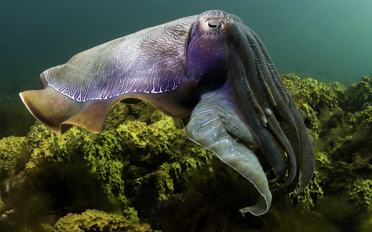 Under the Sea 3D 海底世界3D 高清壁紙 #2 - 1440x900