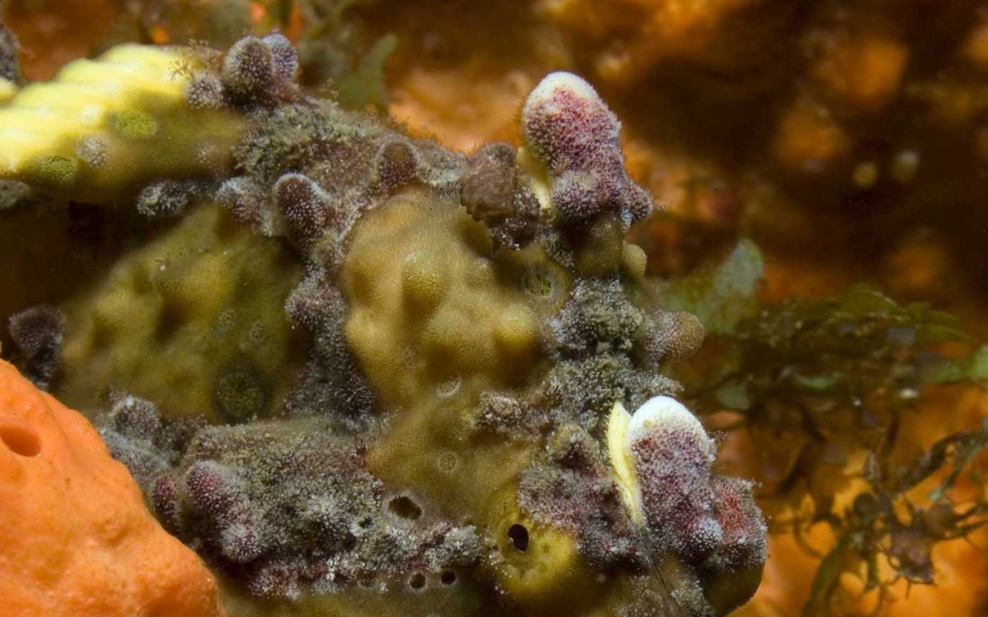 Under the Sea 3D 海底世界3D 高清壁紙 #4 - 1440x900