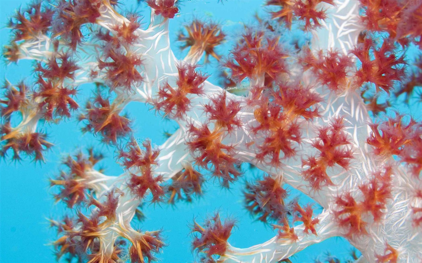 Under the Sea 3D 海底世界3D 高清壁紙 #7 - 1440x900