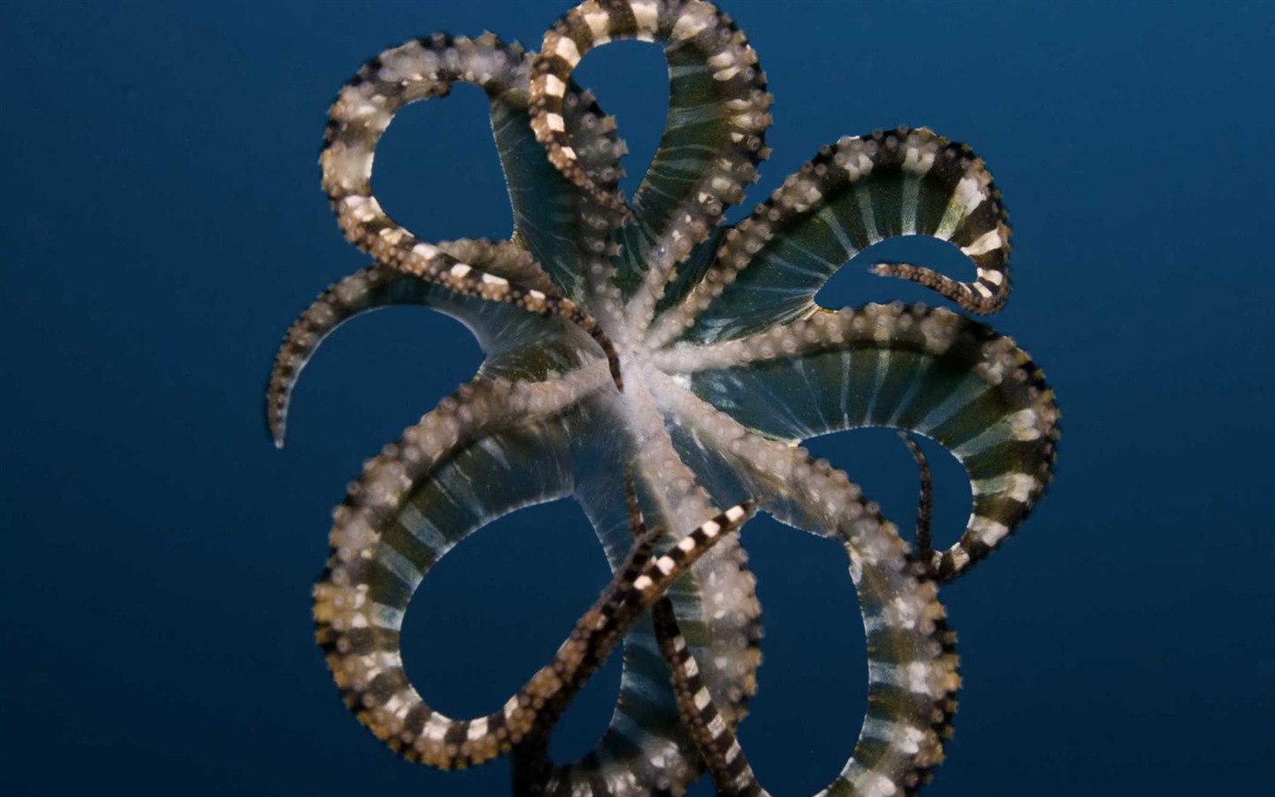 Under the Sea 3D 海底世界3D 高清壁紙 #9 - 1440x900