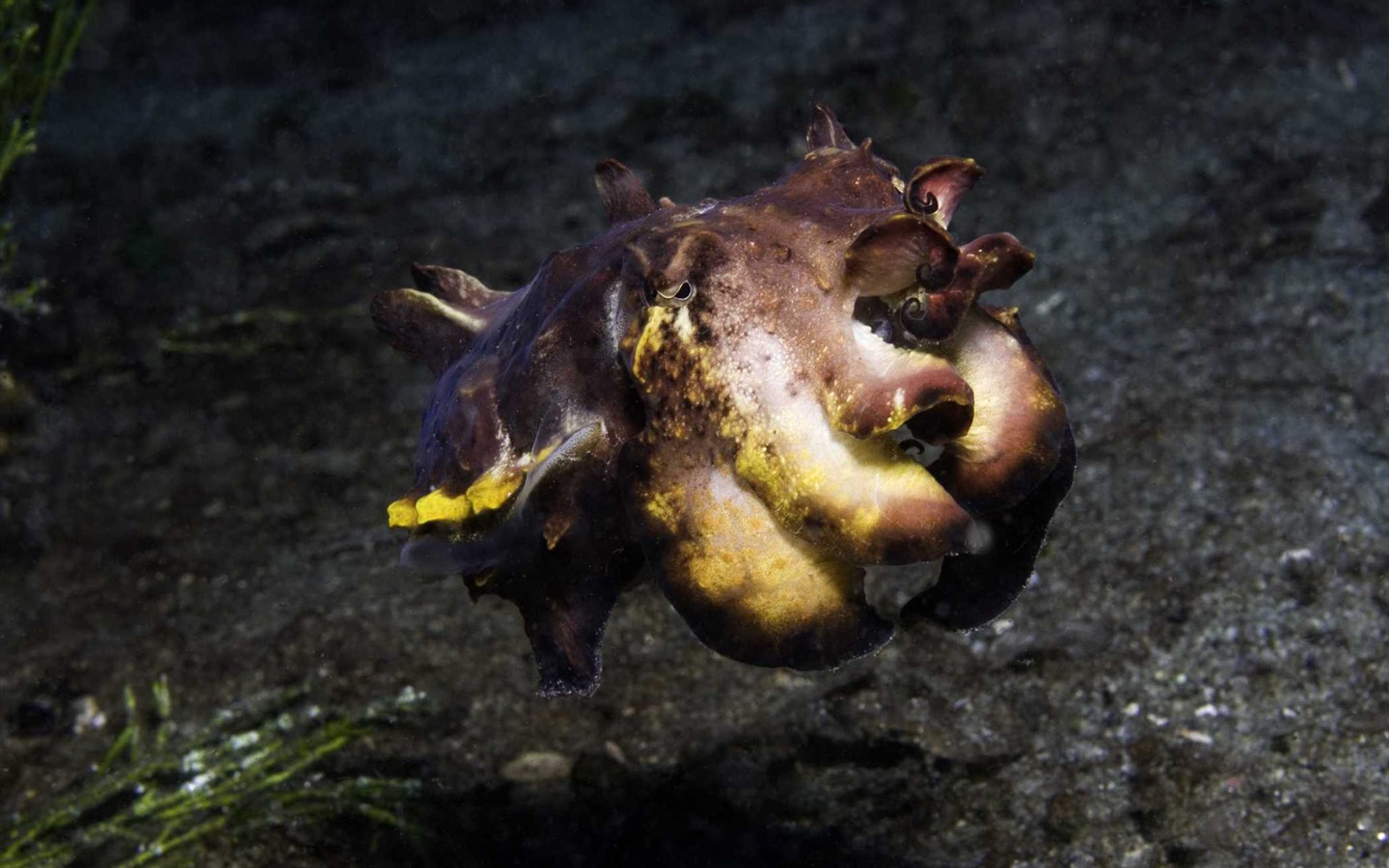 Under the Sea 3D 海底世界3D 高清壁紙 #10 - 1440x900